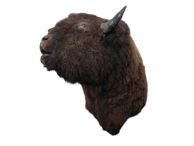 Large American Bison Taxidermy Shoulder Mount, 34 Inches High