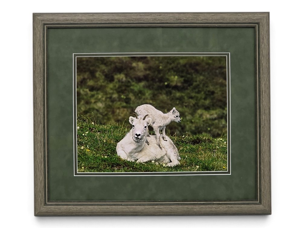 Johnny Johnson "Lamb Chop" Photograph