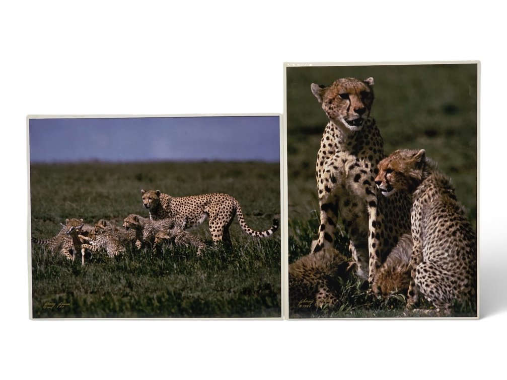 Johnny Johnson "Cheetah Family" & "Cheetahs" Artist's Proof Photographs