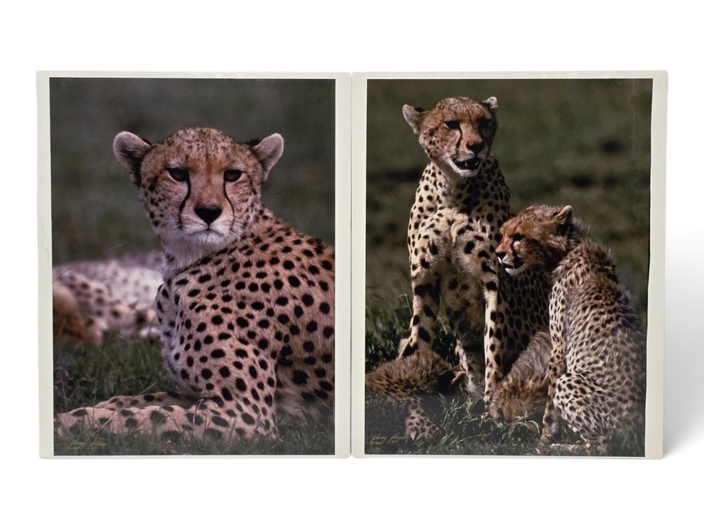 Johnny Johnson "Cheetah" & "Cheetahs" Artist's Proof Photographs