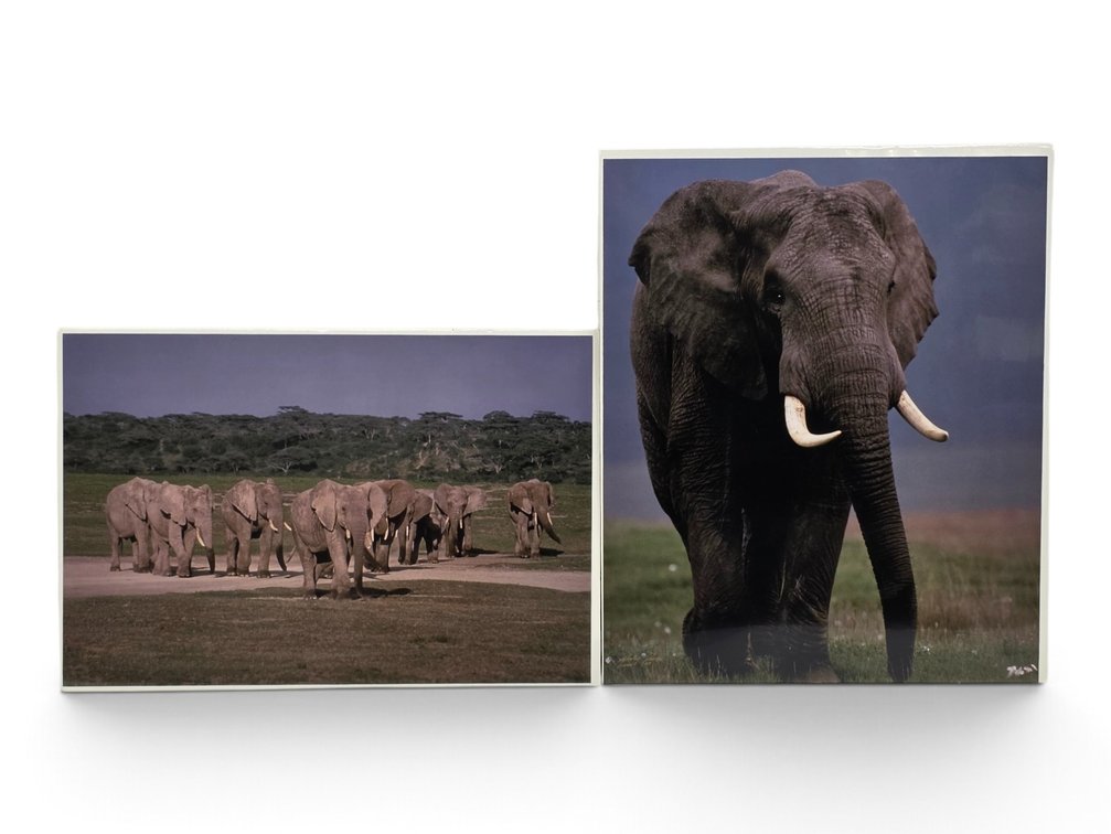 Johnny Johnson "Elephant Herd" & "African Elephant" Artist's Proof Photographs