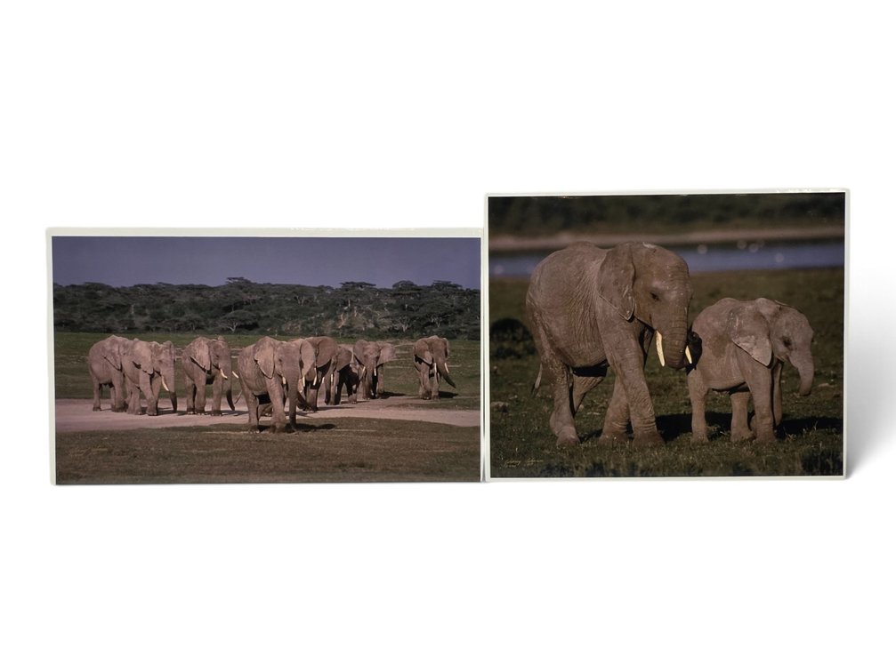 Johnny Johnson "Elephant Herd" & "African Elephants" Artist's Proof Photographs