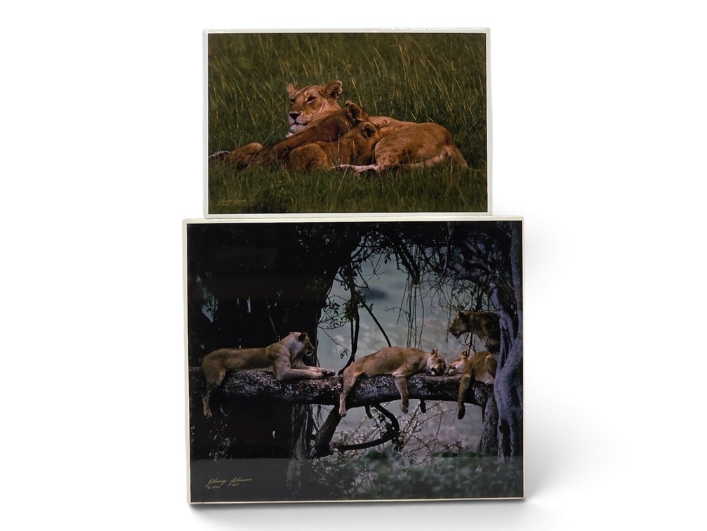 Johnny Johnson "Mother Lion with Twin Cubs" & "Cat Nap" Artist's Proof Photographs
