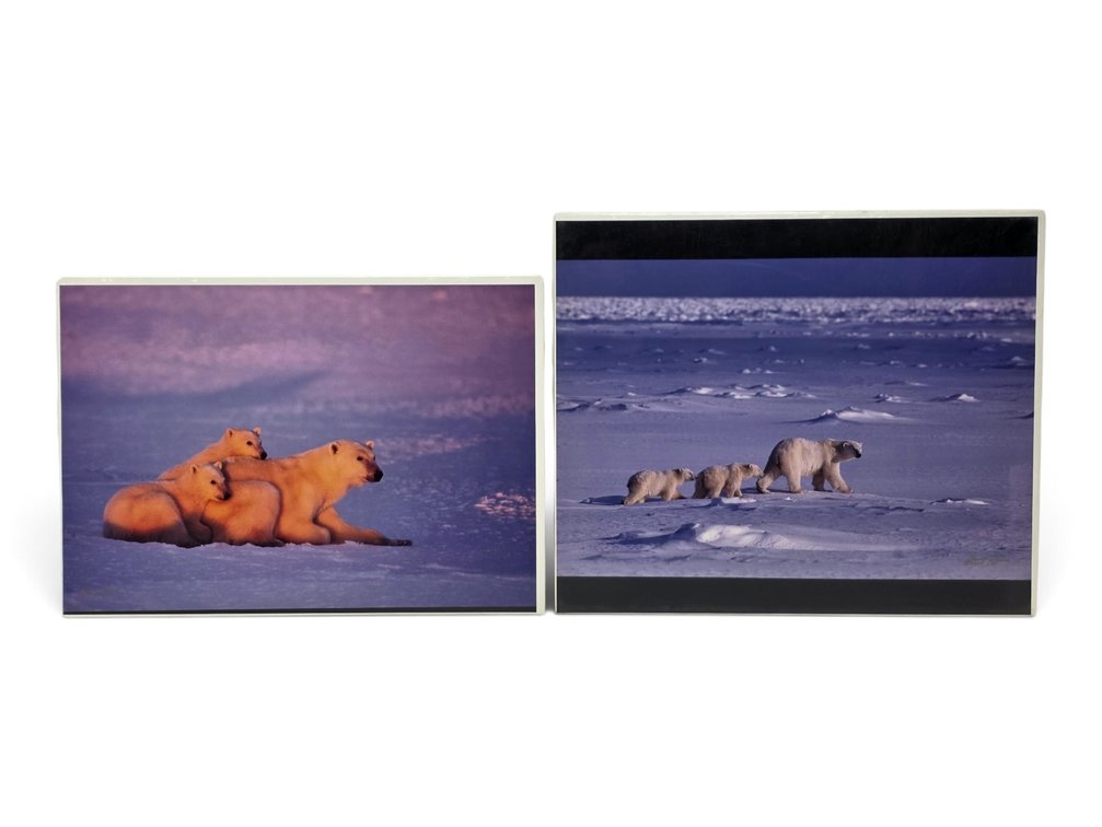 Johnny Johnson "Polar Dawn" & "Polar Bear & Cubs" Artist's Proof Photographs
