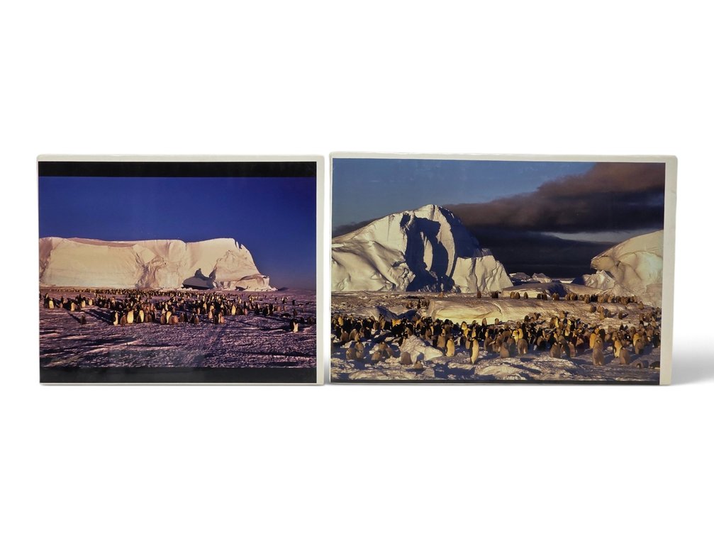 Johnny Johnson "Emperor Penguin Rookery" & "Frozen Eden" Photographs