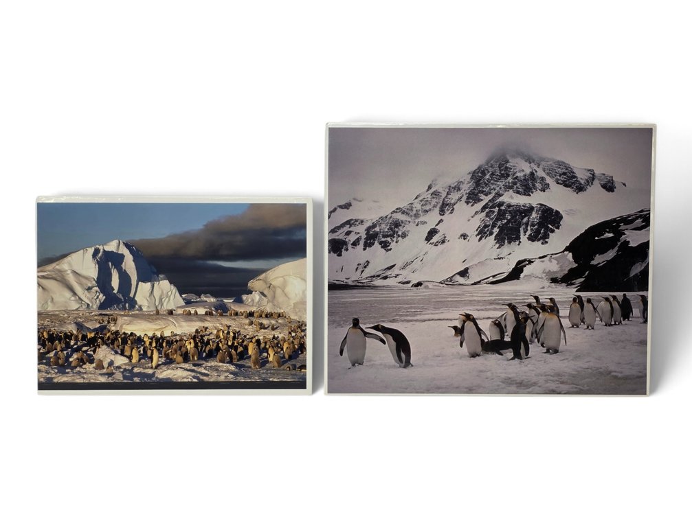 Johnny Johnson "Frozen Eden" & "King Penguins" Artist's Proofs