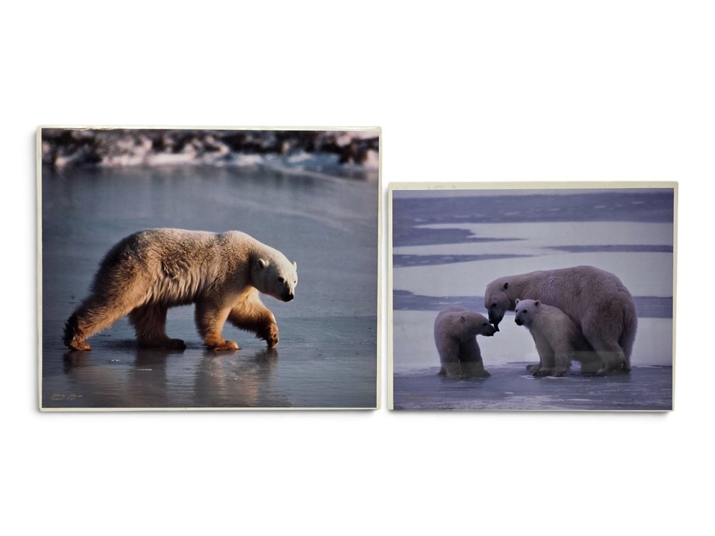 Johnny Johnson "Polar Bear Walking on Ice" & "Polar Bear Mother w/ Twin Cubs" Artist's Proofs