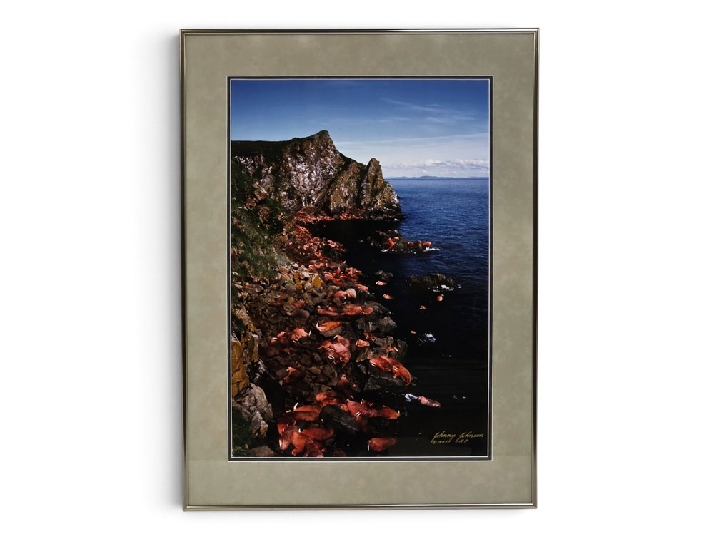 Johnny Johnson Pacific Walrus Haulout Artist's Proof Photograph