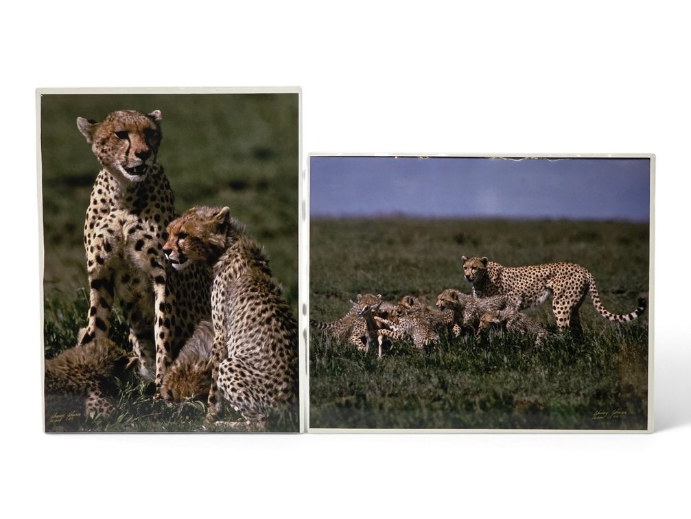 Johnny Johnson "Cheetahs" & "Cheetah Family" Artist's Proof Photographs