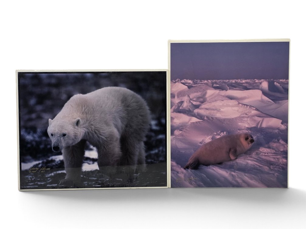 Johnny Johnson Harp Seal Pup & Large Polar Bear Artist's Proof Photographs