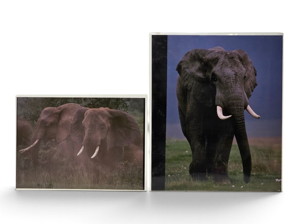 Johnny Johnson "African Elephants Dusting" & "African Elephant" Artist's Proof Photographs