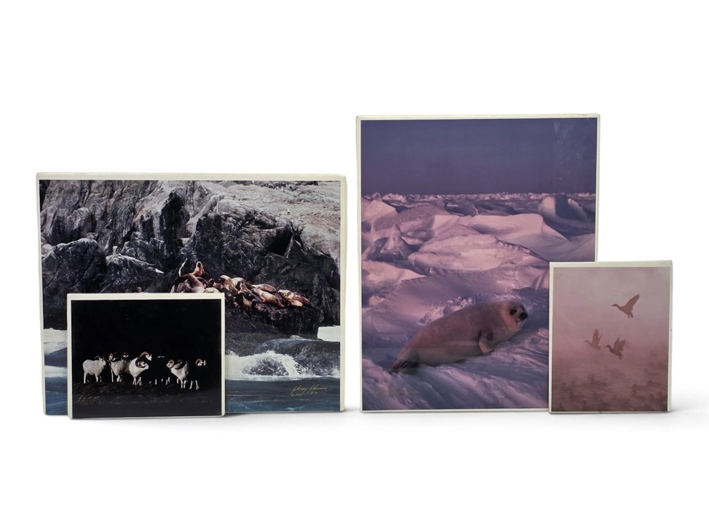 4 Johnny Johnson A/Ps: "Steller Sea Lions", "Harp Seal Pup at Sunset", "Mallards in the Mist"