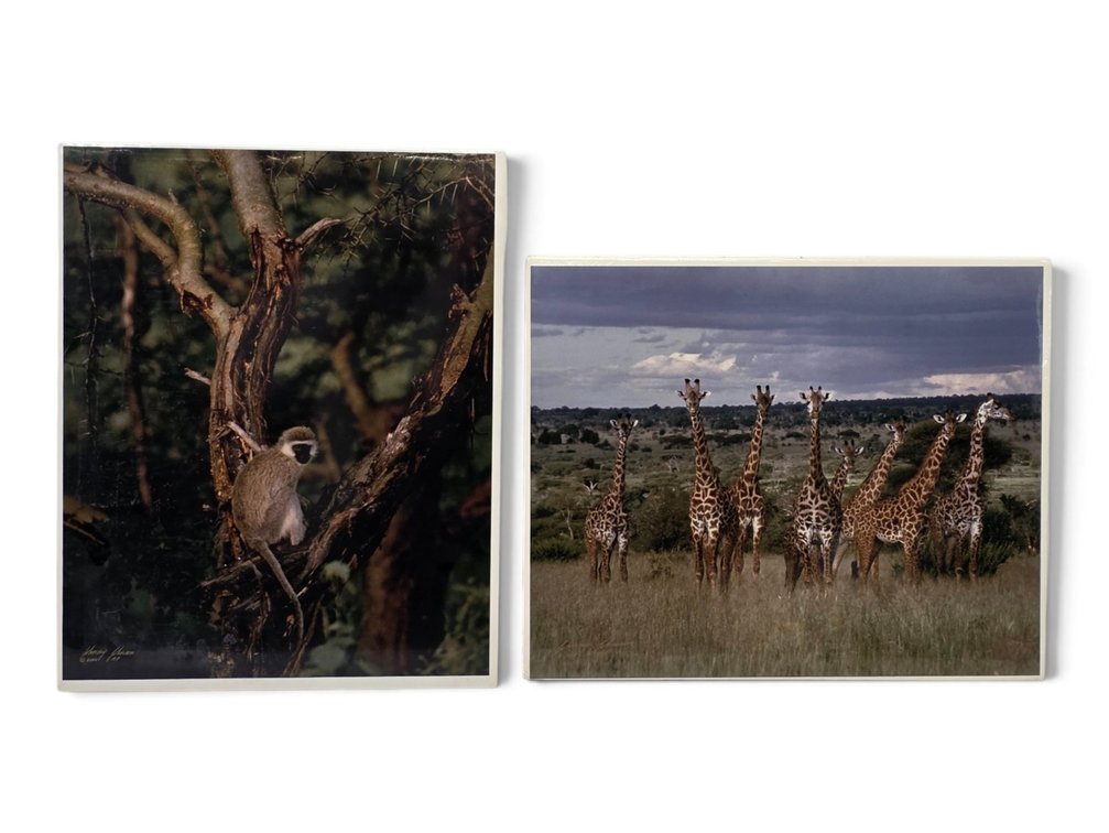 Johnny Johnson "Vervet Monkey" & "Giraffe" Artist's Proof Photographs