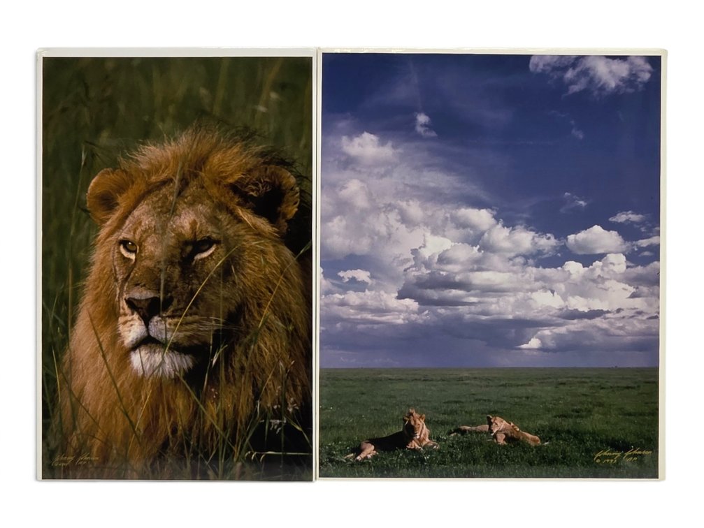 Johnny Johnson "Black-Maned Lion" & "Lion Pride" Artist's Proof Photographs