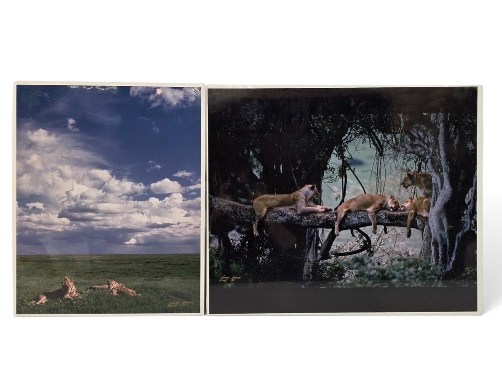 Johnny Johnson "Lion Pride" & "Cat Nap" Artist's Proof Photographs