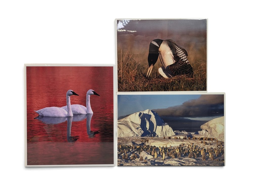 Johnny Johnson "Soul Mates", "Frozen Eden" & "King of the Loons" Photographs