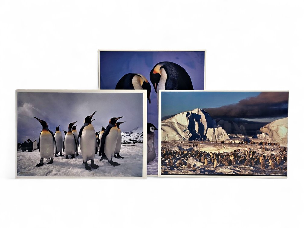 Johnny Johnson "Circle of Life", "Council of Kings" & "Frozen Eden" Photographs