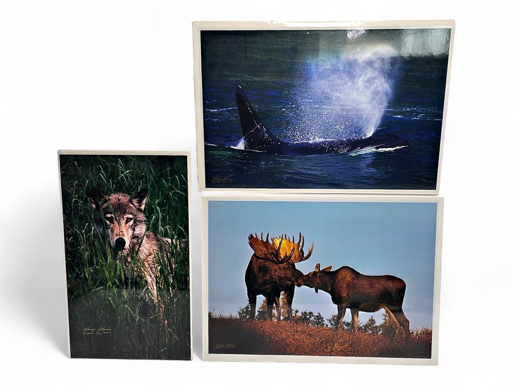 Johnny Johnson "Sea Wolf", "Romancing the Dawn" & Untitled Wolf Photographs