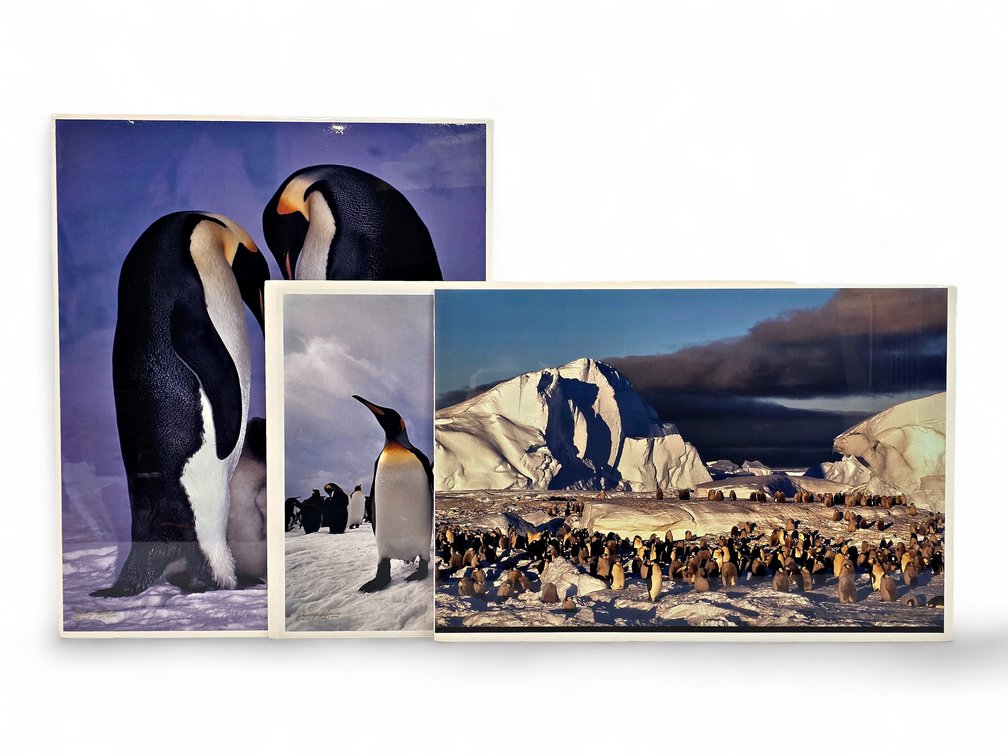 Johnny Johnson "Circle of Life", "Council of Kings" & "Frozen Eden" Photographs