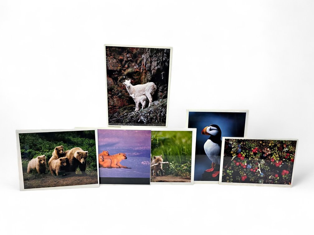 Johnny Johnson "Polar Dawn", "A Living Dall" Photographs & More