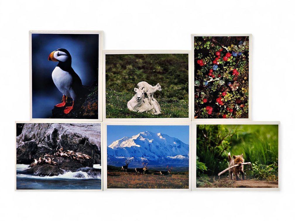 Johnny Johnson "Puffed Up", "Steller Sea Lions" Photographs & More