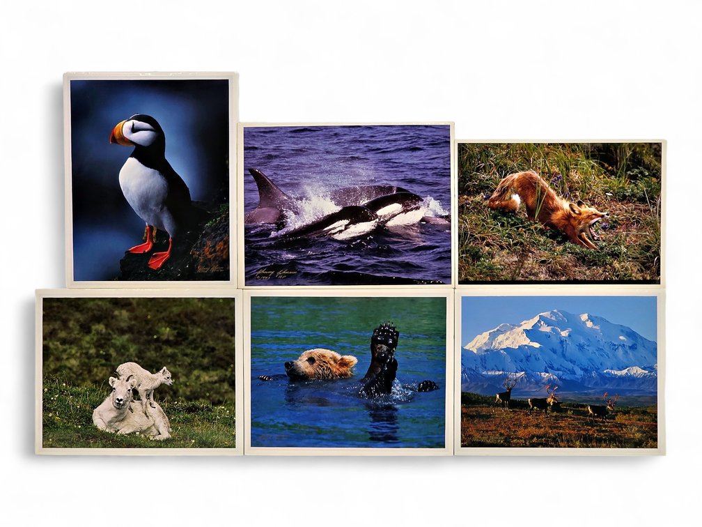Johnny Johnson "Puffed Up", "Orca Whales", "Lazy Day" Photographs & More
