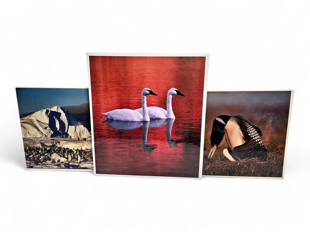 Johnny Johnson "Frozen Eden", "Soul Mates" & "King of the Loons" Photographs