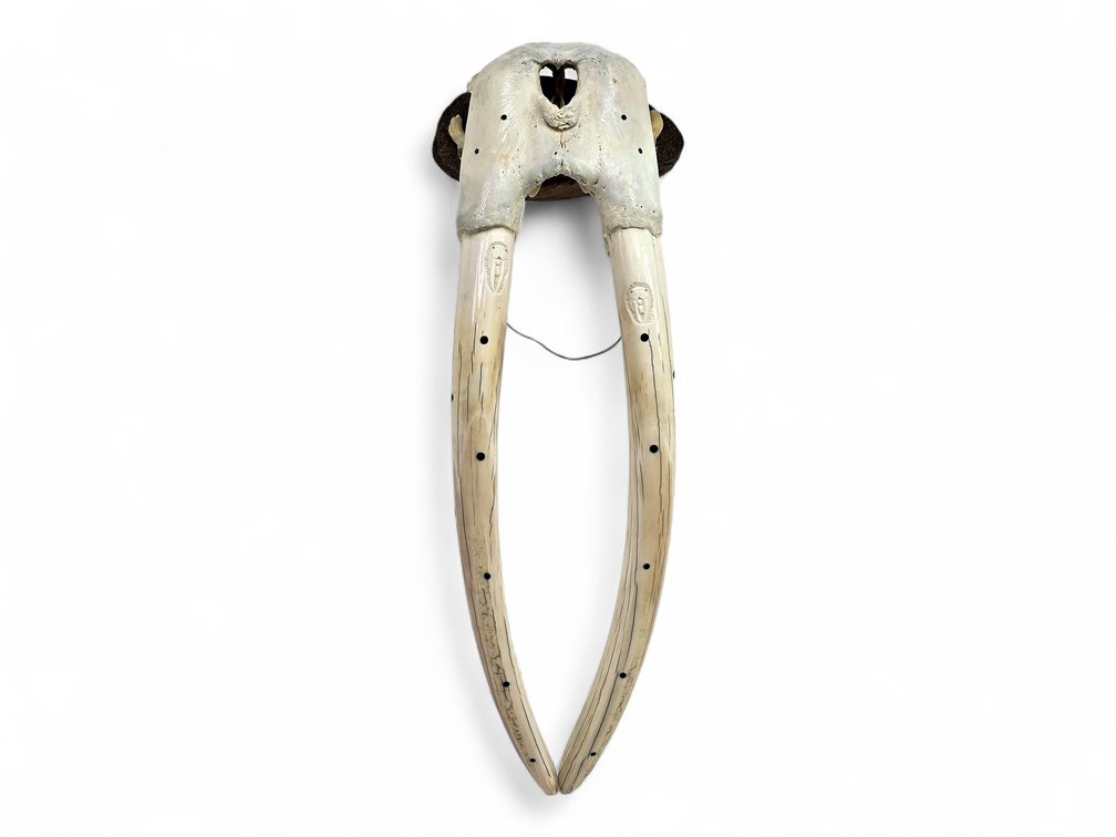 Jason Iya Walrus Skull & Carved Tusks with Baleen Inlay, Dated 2007