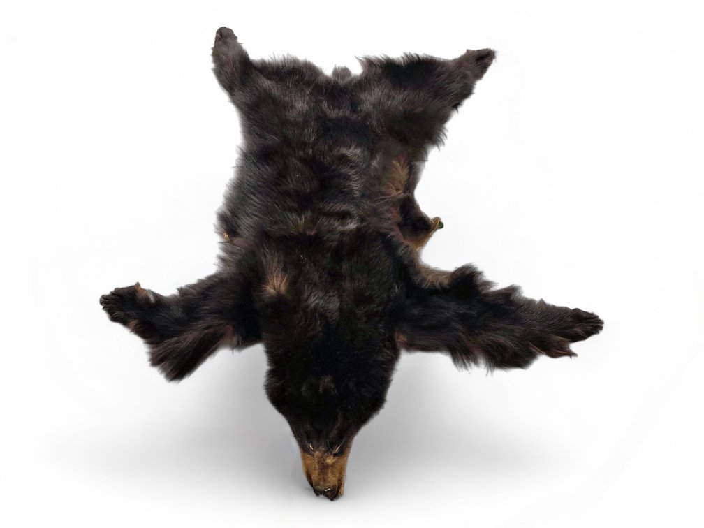 Tanned Black Bear Pelt with Head, Paws & Claws, Approximately 60 Inches Long