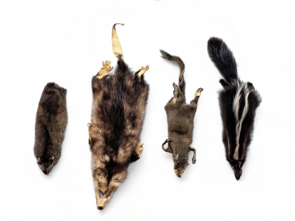 Four Animal Pelts: Skunk, Opossum, Squirrel & Muskrat