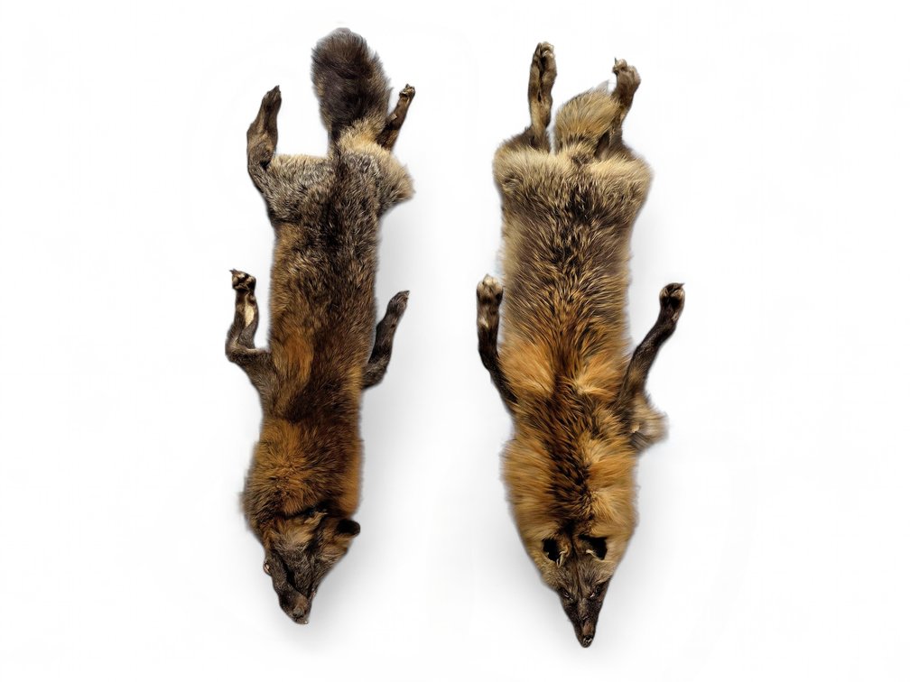Two Cross-Fox Pelts with Contrasting Rust, Dark Brown & Silvered Fur