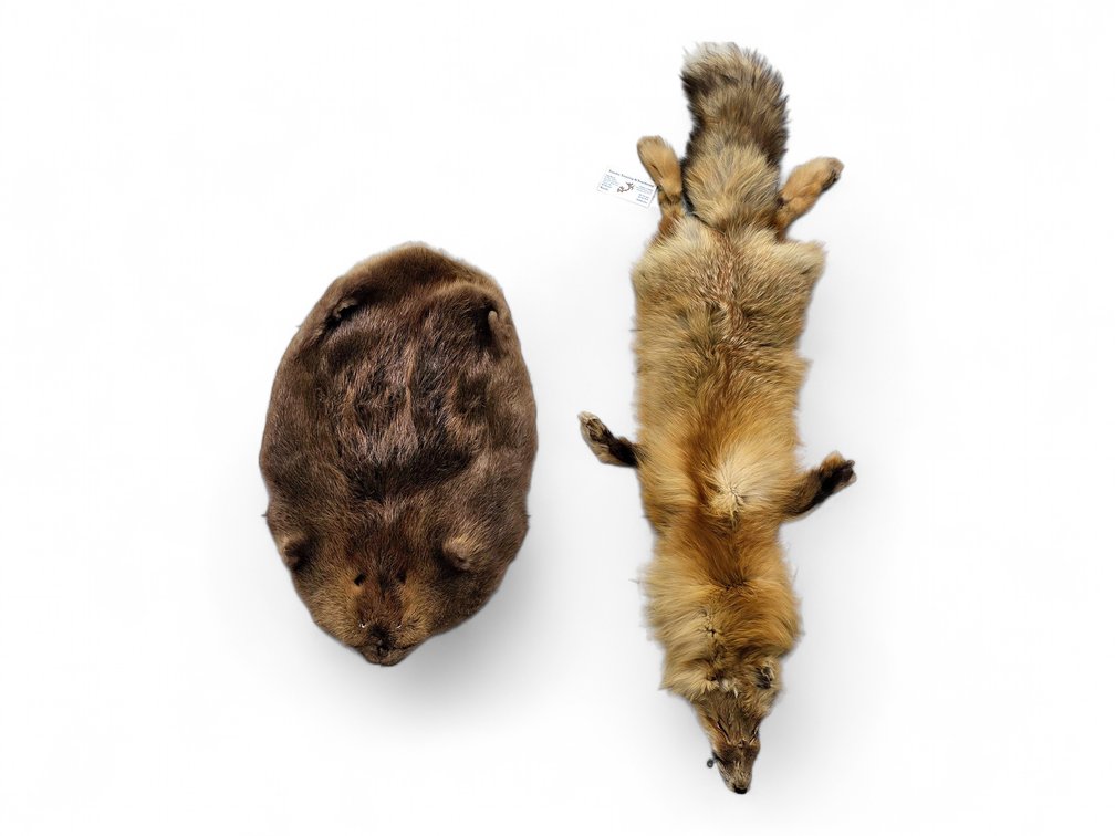 Red Fox & Beaver Pelts, Fox with Tundra Tanning & Taxidermy Tag