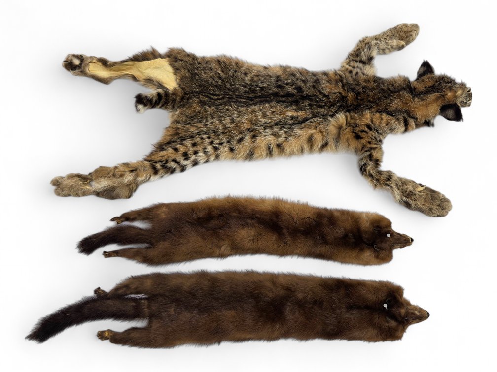 Bobcat Pelt & Two Mink Fur Pieces