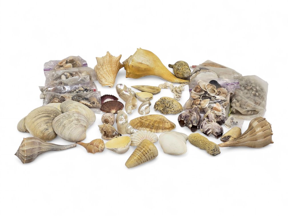 Seashell Collection with Whelks, Turbo & Scallop Shells, Coral and Barnacle Clusters
