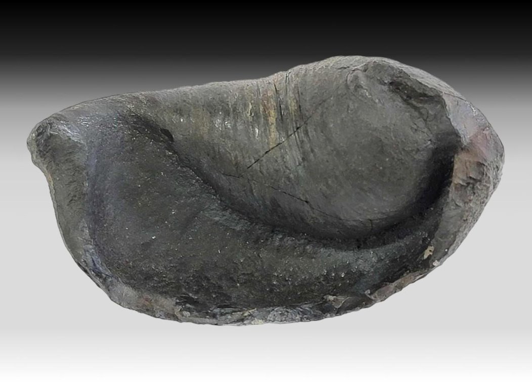 Fossilized Whale Eardrum 