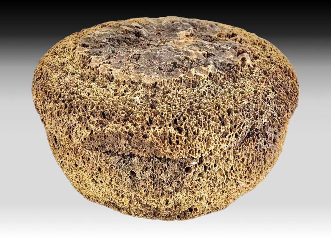 Lidded Whale Bone Jar