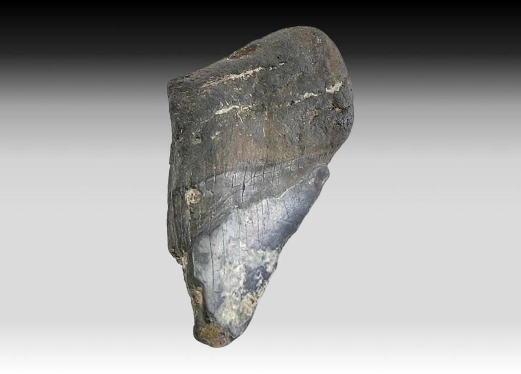 Megalodon Shark Tooth 