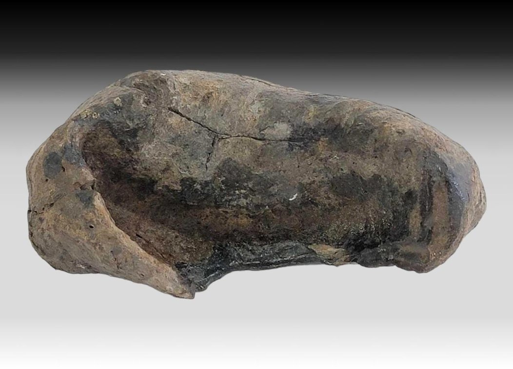 Fossilized Whale Eardrum