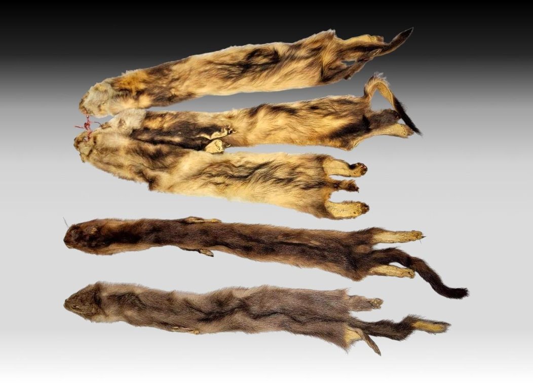 Mink Fur Pelts