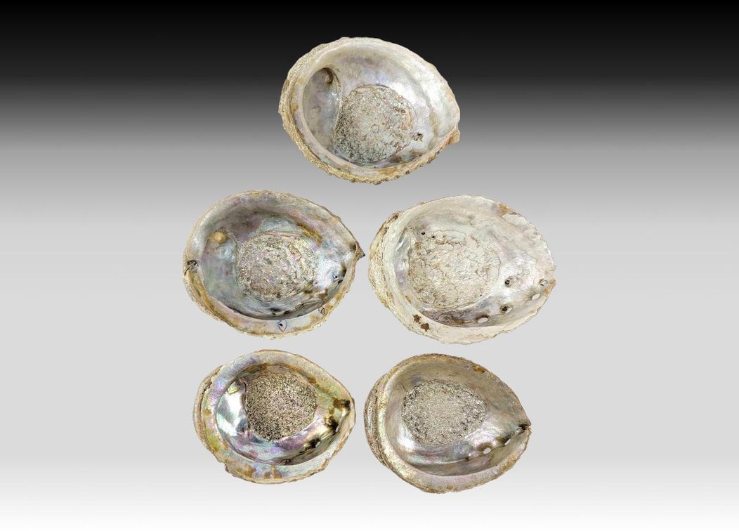 Abalone Shell Halves