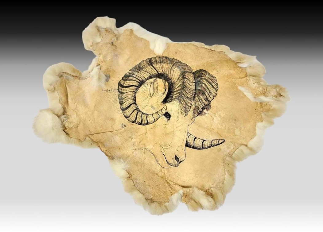 Original Dall Ram Image on Hide - JC