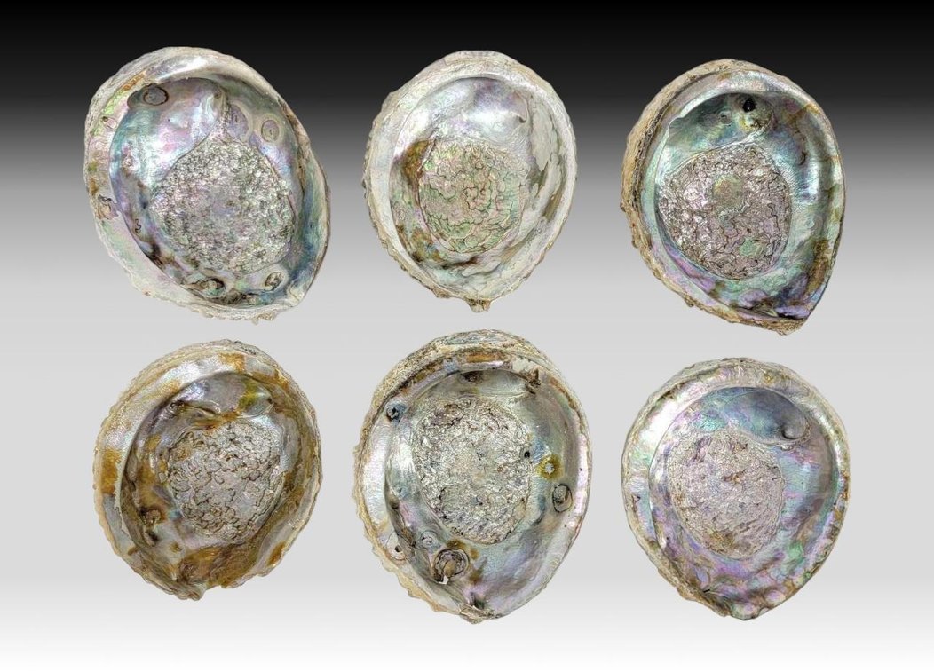 Abalone Shell Halves