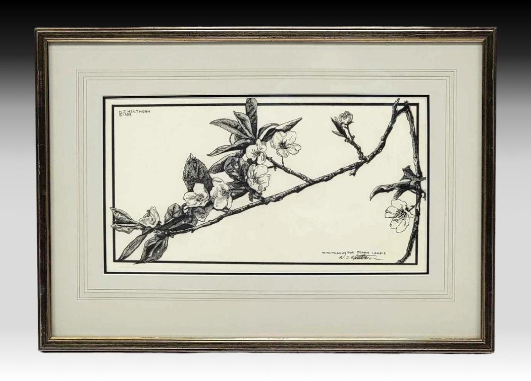 H.J. Henthorn Cherry Blossom Drawing 