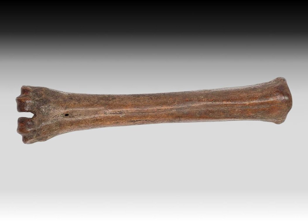 Fossilized Bone