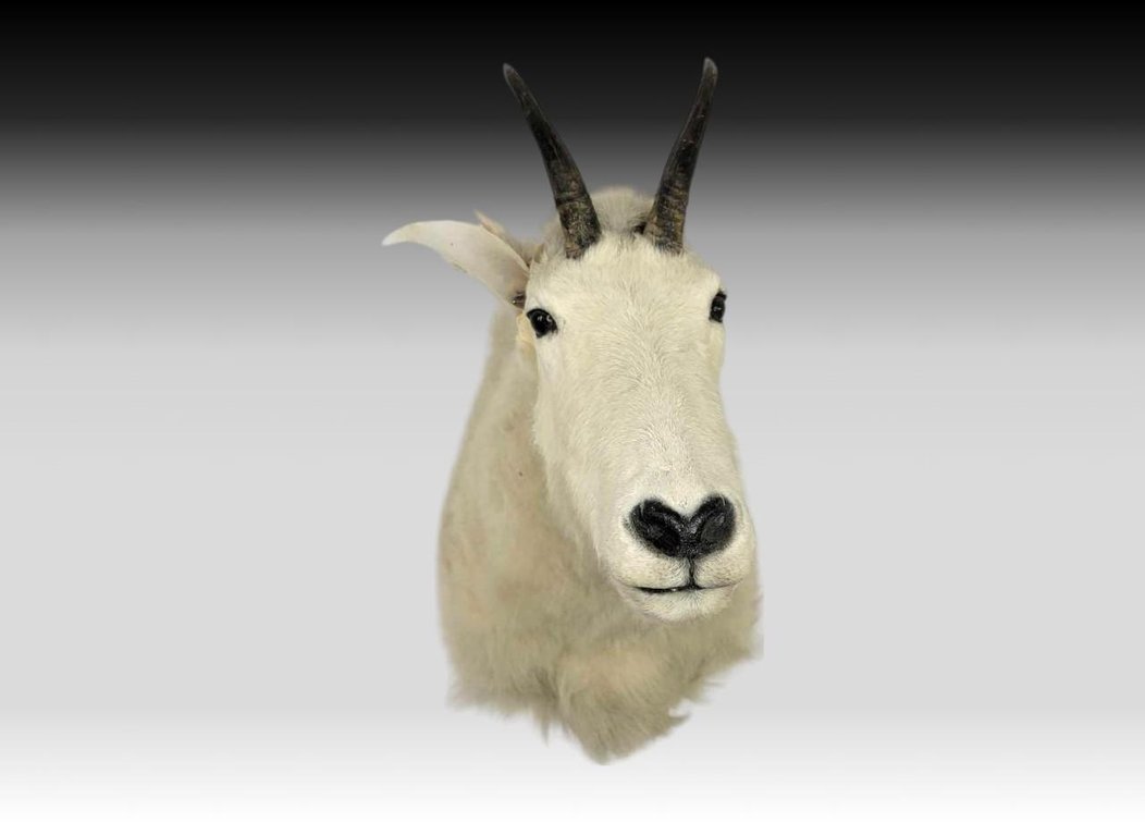 Mountain Goat Shoulder Mount