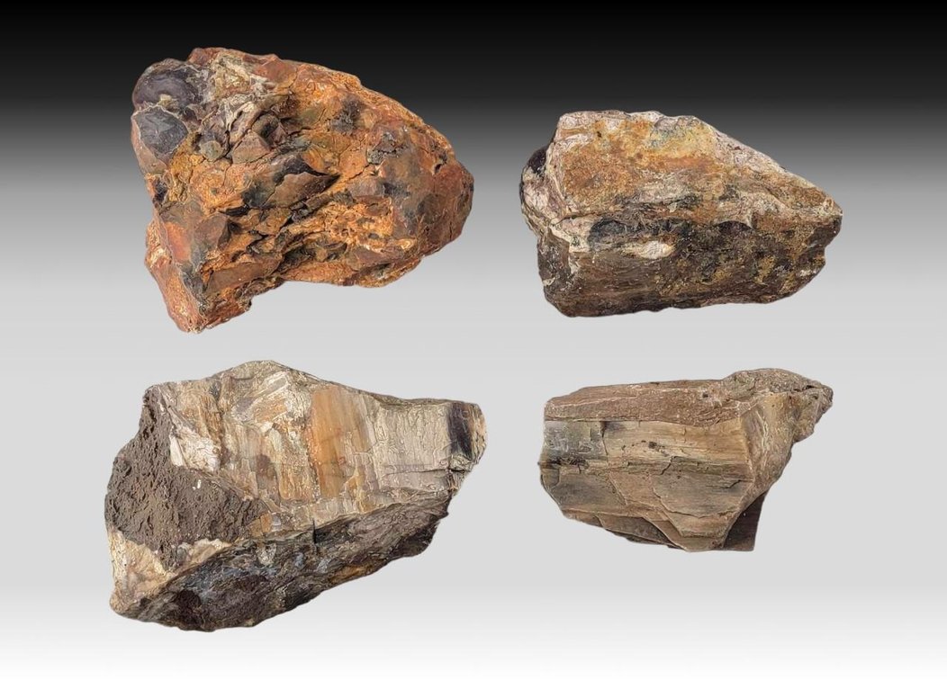 Mineral & Petrified Wood Samples