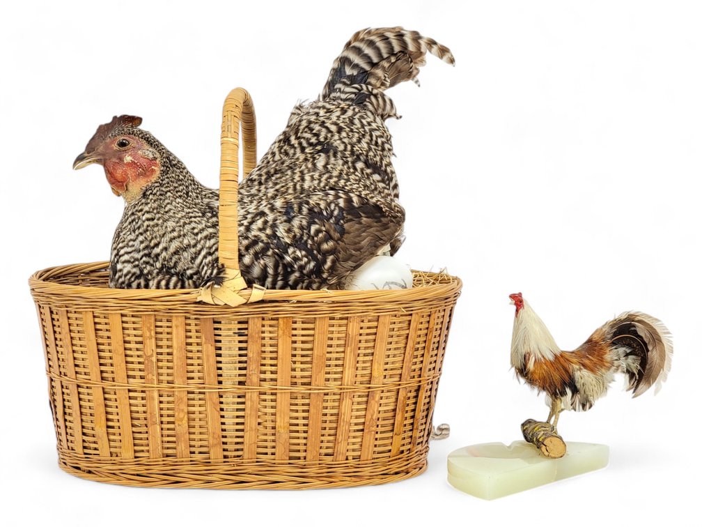 Taxidermy Brooding Chicken & Whimsical Rooster Pipe Holder