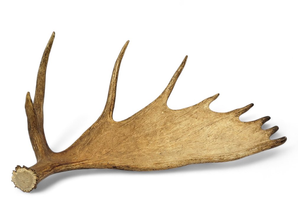 33" Single Moose Antler 
