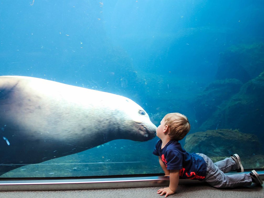 Alaska SeaLife Center Group Day Pass for 4 Adults 