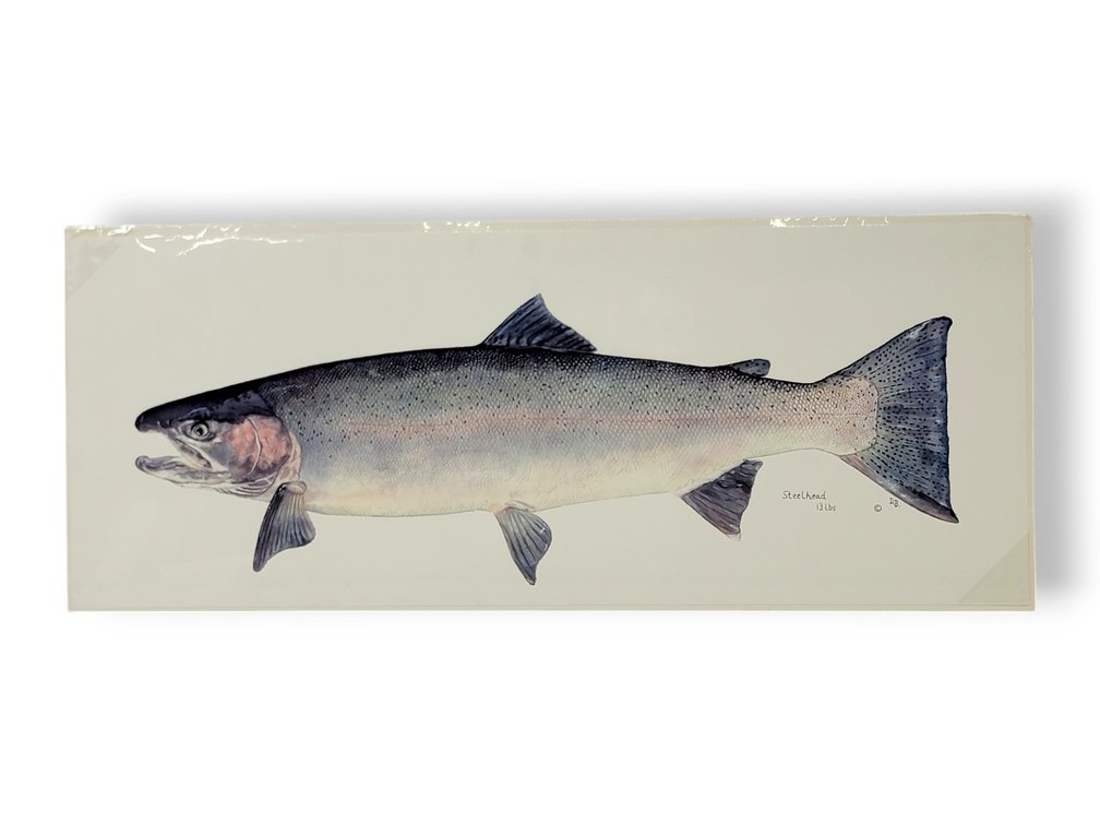 D.B. Fantail "Steelhead" Print
